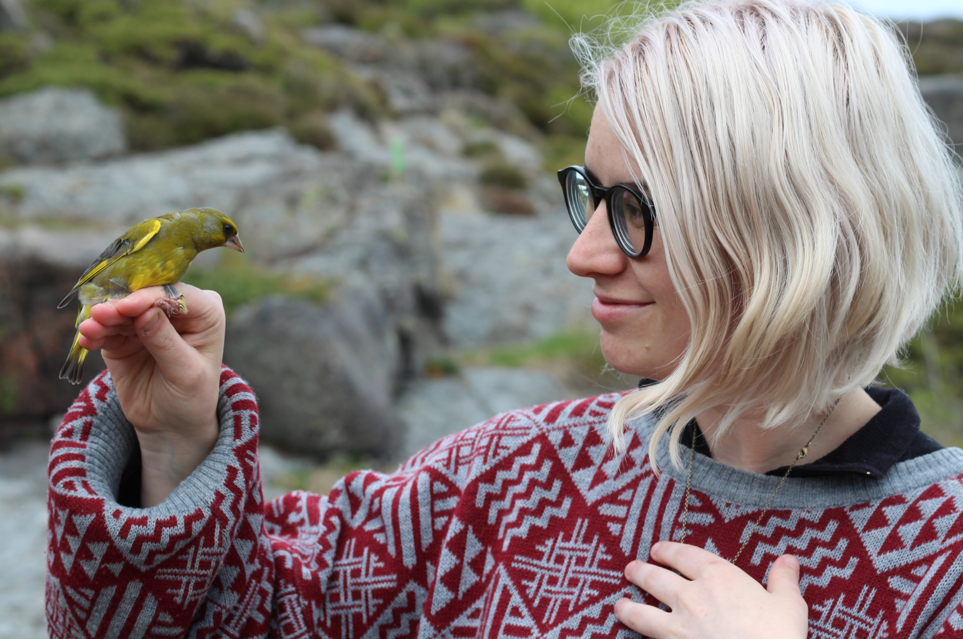 baguage d'oiseaux île norvégienne