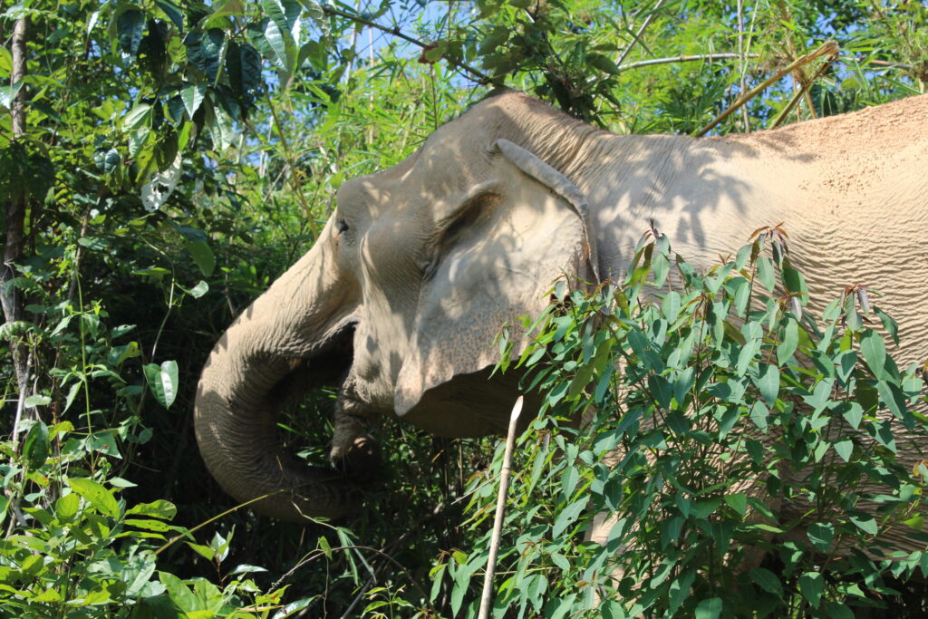 Éléphant dans son milieu naturel au parc ChangChill. Il est complètement entouré de verdure qu'il déguste allègrement.