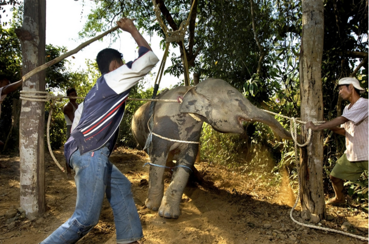 Image tirée de la vidéo "Phajaan" de Pierce publiée en 2017. Elle n'est plus disponible aujourd'hui. Elle montrait la violence de la cérémonie du Phajaan, qui vise à "lier" l'éléphant à son maître.