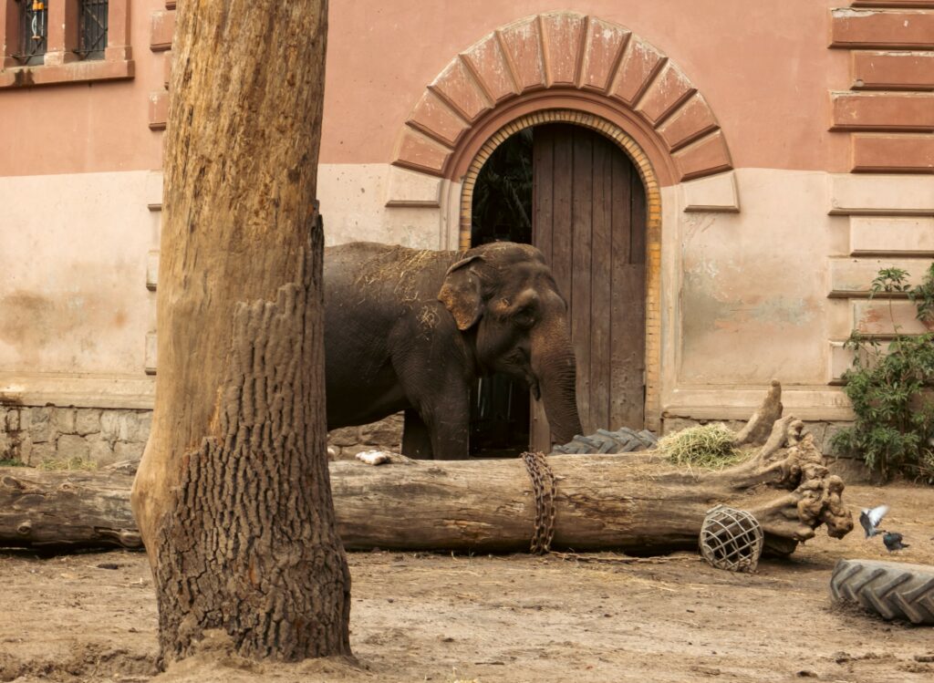 Un éléphant enchaîné dans un village