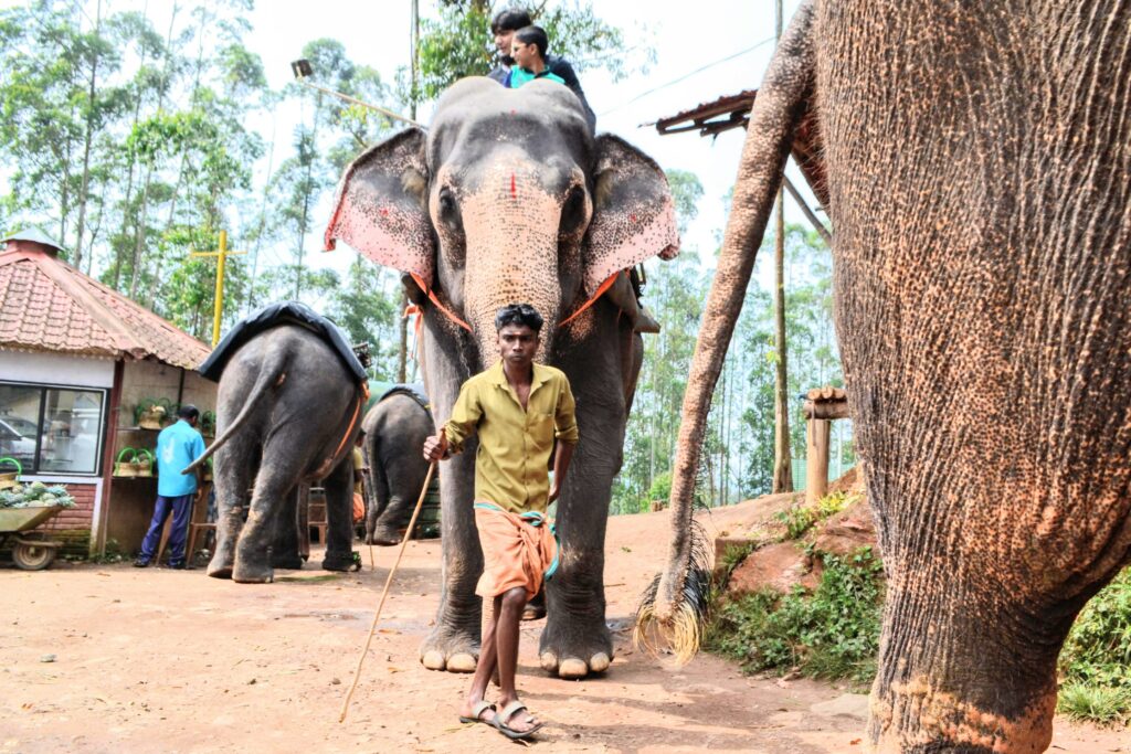 Des touristes prennent un selfie sur le dos d'un éléphant mené par un villageois