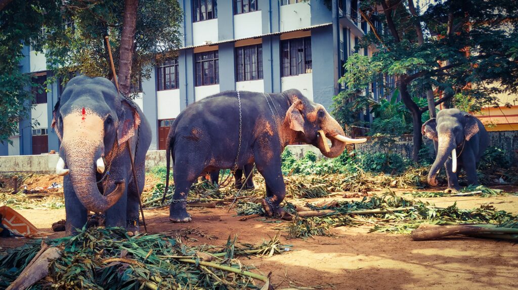Deux éléphants sont enchaînés dans un village, leur peau est dépigmentée.